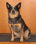 Australian Cattle Dog Abby