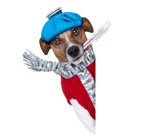 Hund mit Fieberthermometer schaut um die Ecke