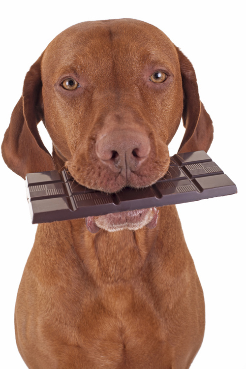 Hund mit einer Tafel Schokolade