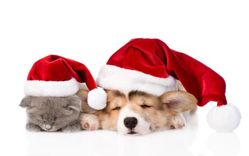 Hund und Katze schlafend mit Weihnachtsmütze