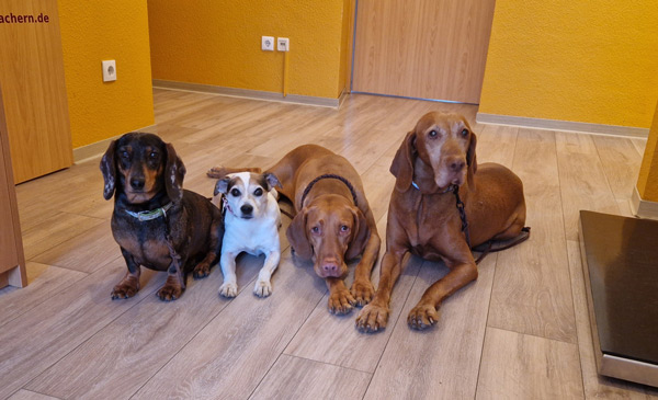 4 Hunde, tapfere Impflinge