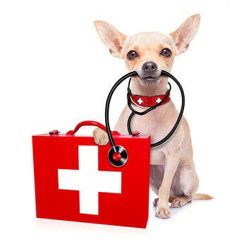 Hund mit Notfallkoffer und Stethoskop