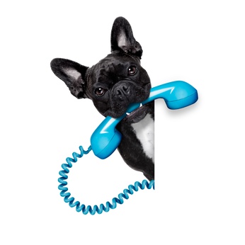 Hund mit Telefonhörer schaut um die Ecke